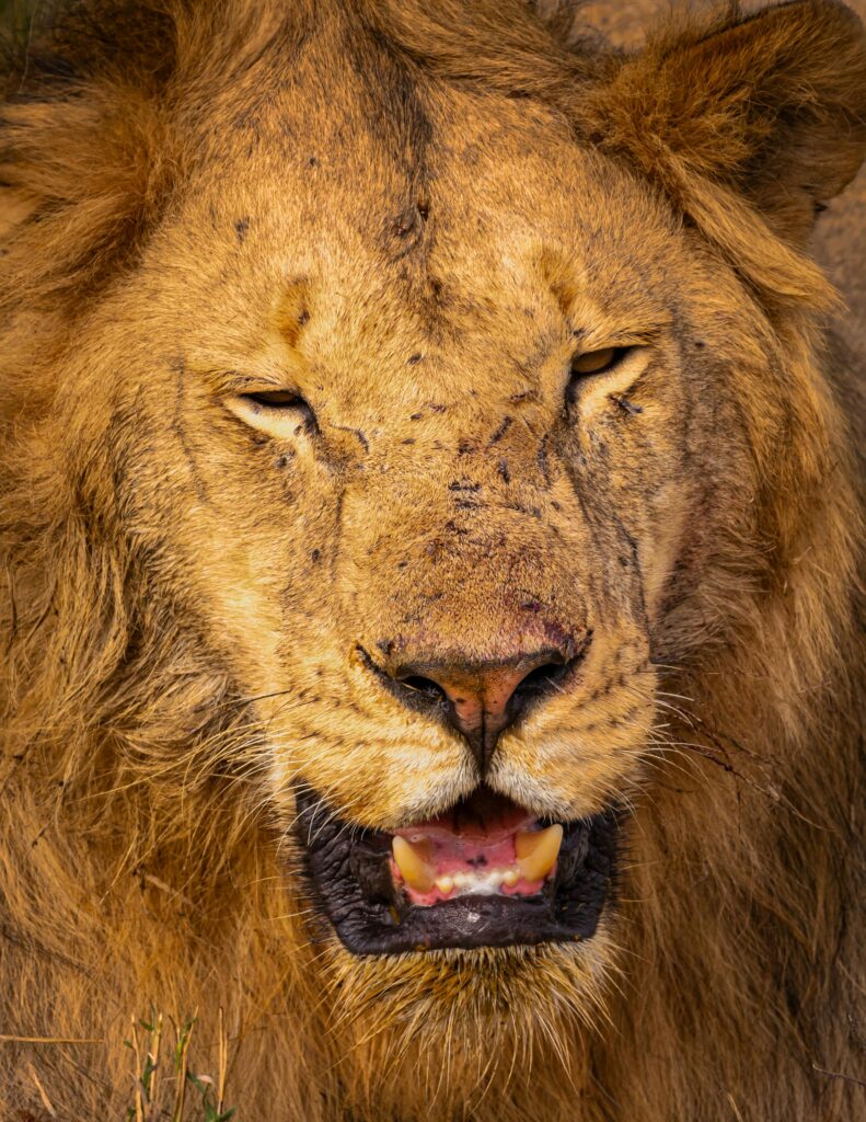Nyika Sojas Safaris ABOUT US