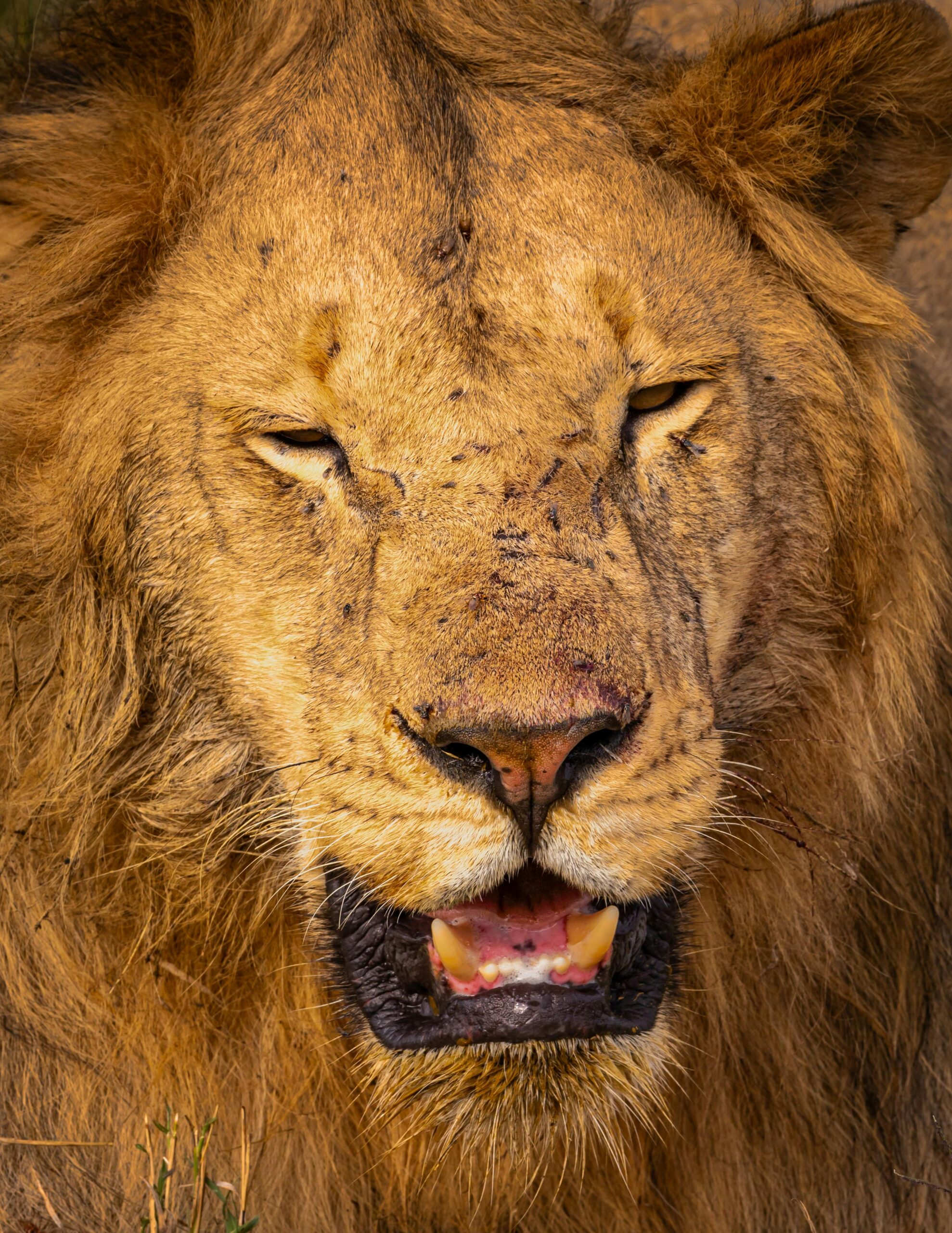 Nyika Sojas Safaris ABOUT US