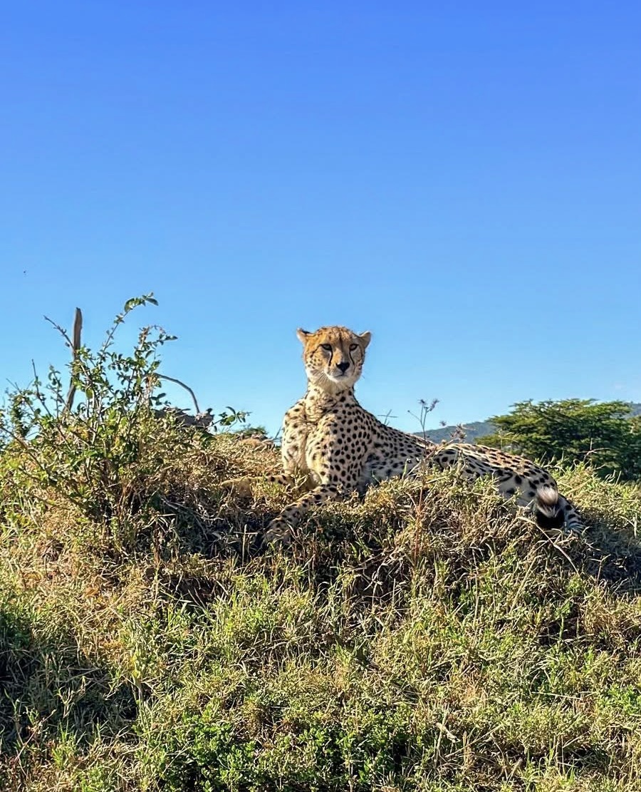 CHEETAH