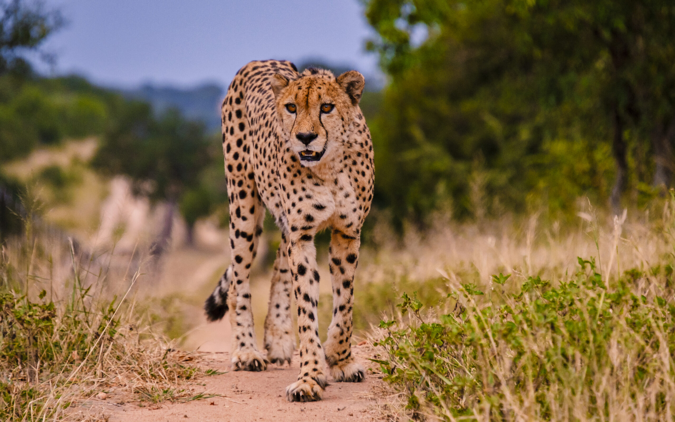 cheetah wild animal in kruger national park south africa, cheetah on the hunt during sunset.