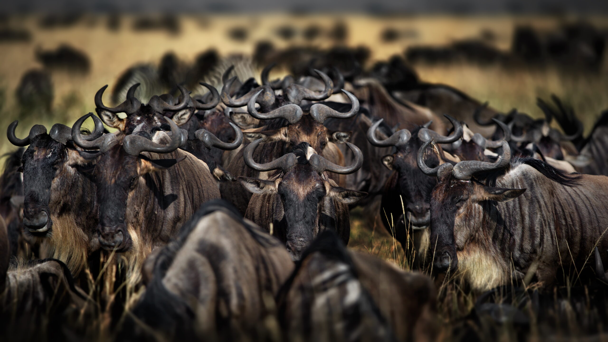 Tanzania Safari group of buffalos in masai mara, kenya