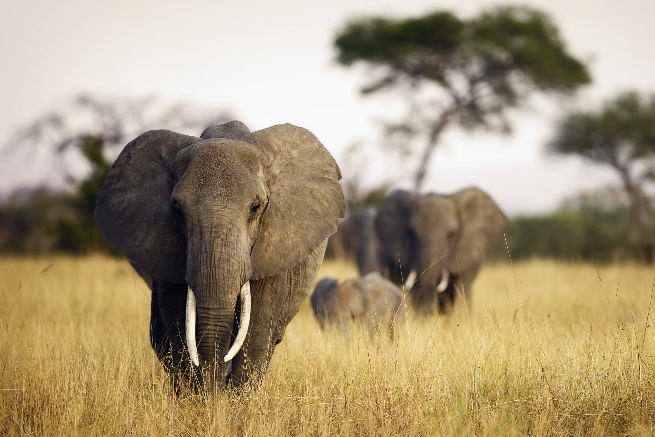 6-Day Great Migration Best of Tanzania Safari herd of elephants walking through tall grass