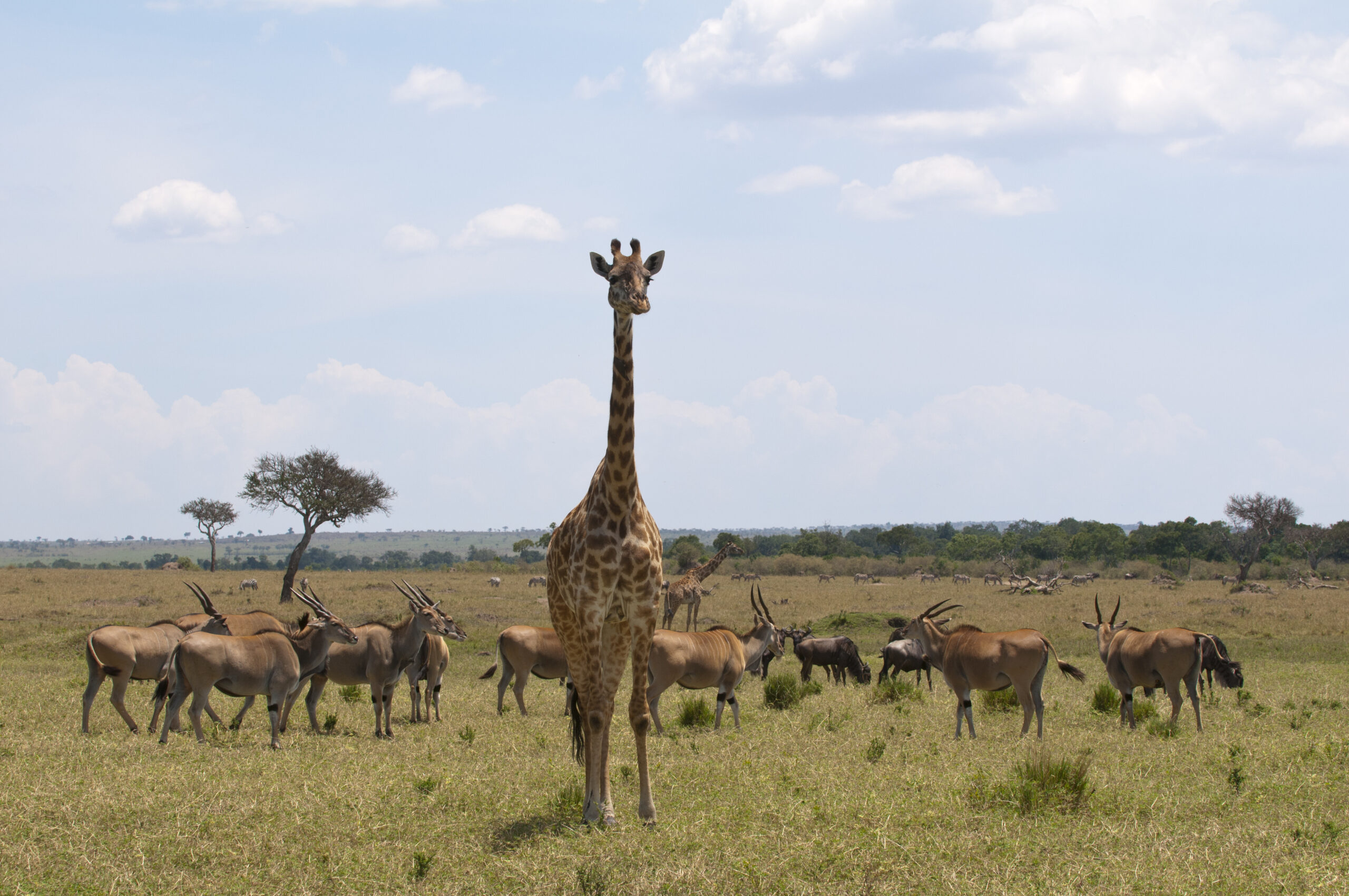 3-Day Midrange Taste of Tanzania Safari masai giraffe (giraffa camelopardalis) and gazelles, masai mara, kenya