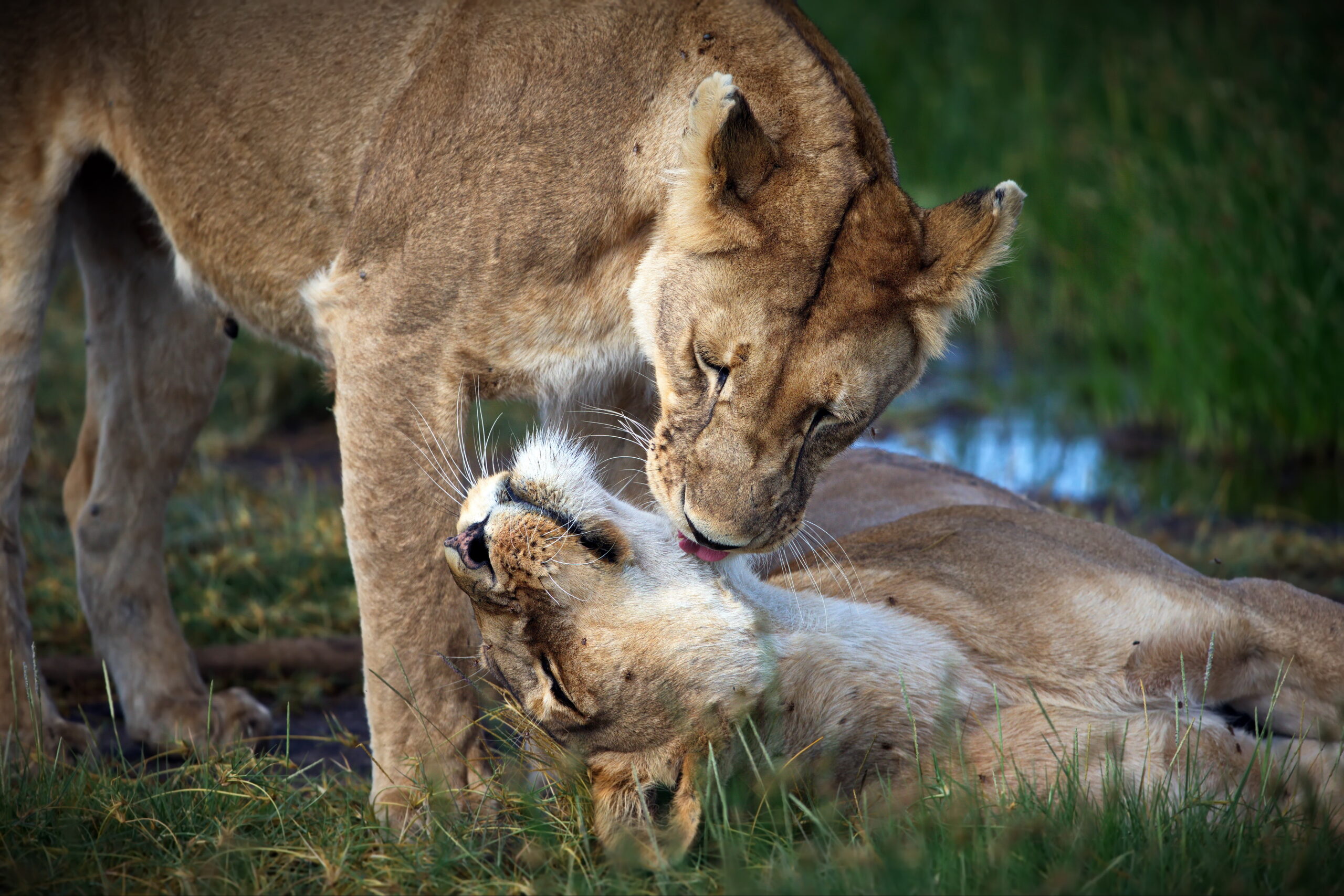 two lions lying in savanna in tanzania