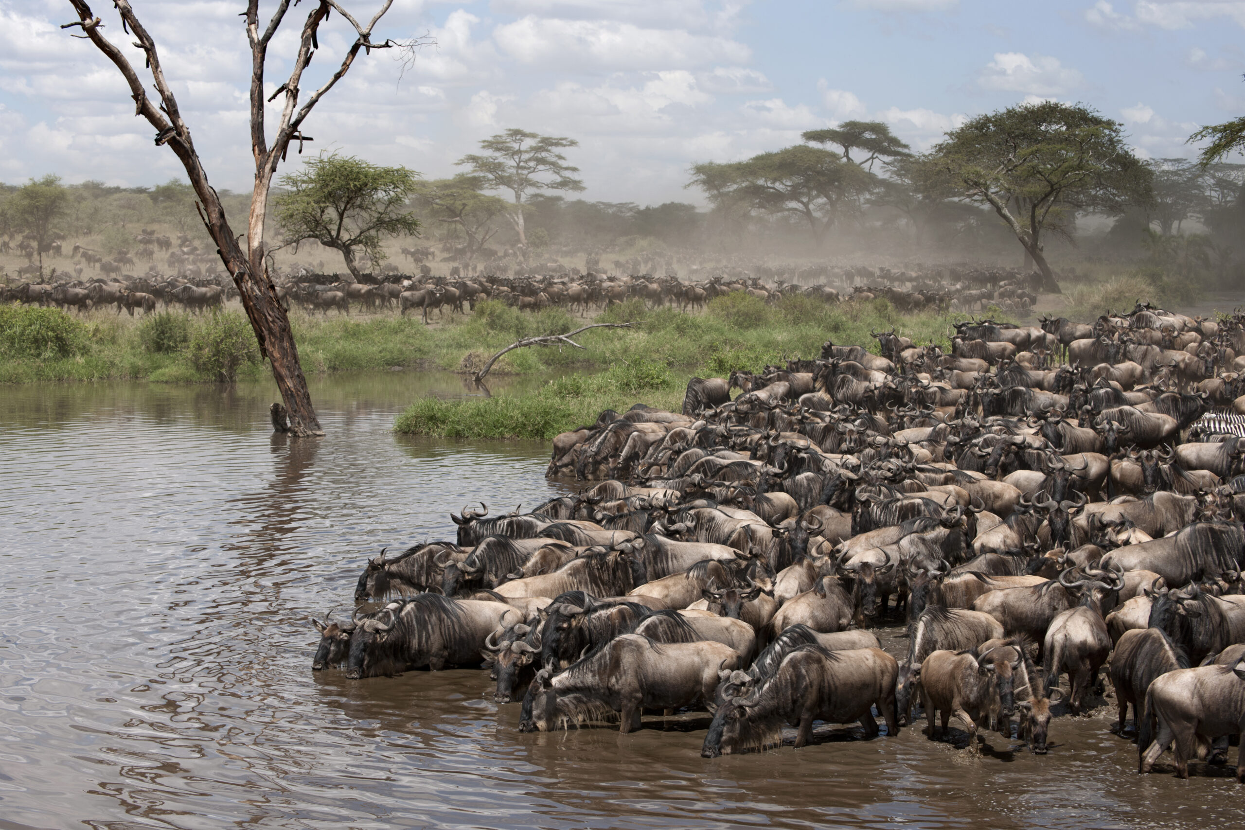 Silent Savanna (The Walking Expedition) zebras and wildebeest at the serengeti national park, tanzania, africa