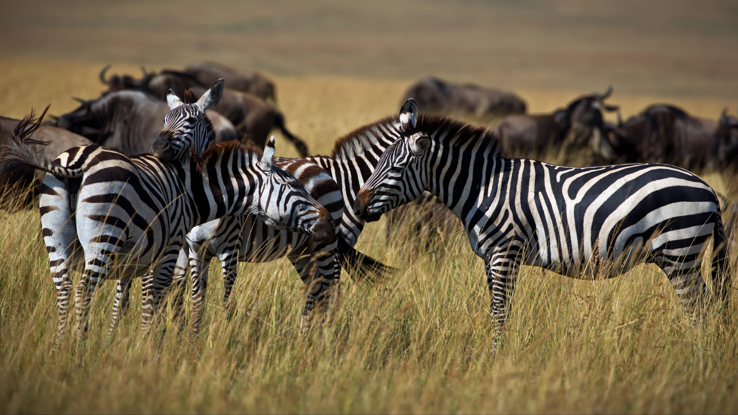 Tanzania Safari zebras in an open field in masai mara, kenya