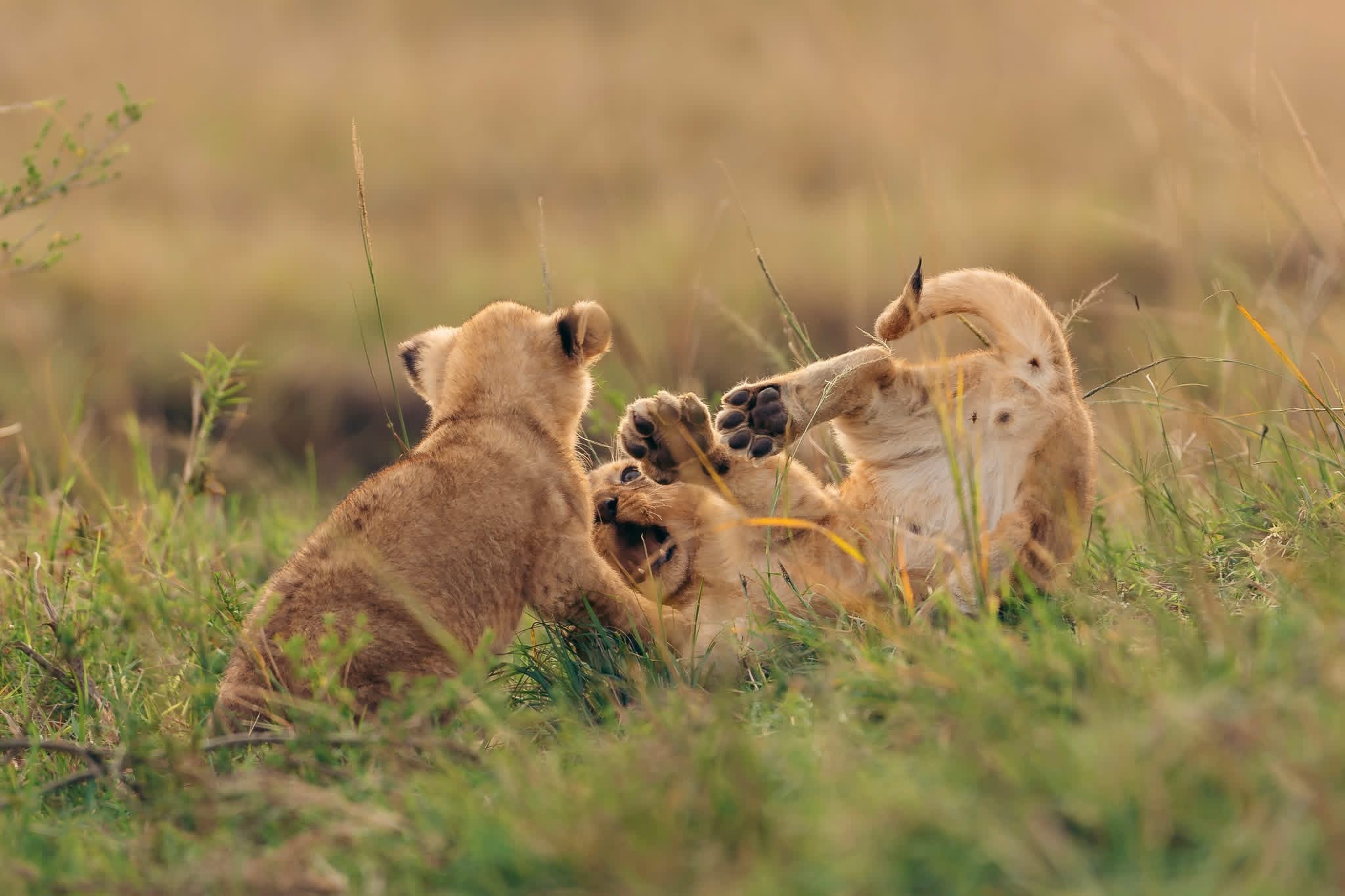 2-Day Express Safari: Tarangire & Ngorongoro Crater img 7648.jpg