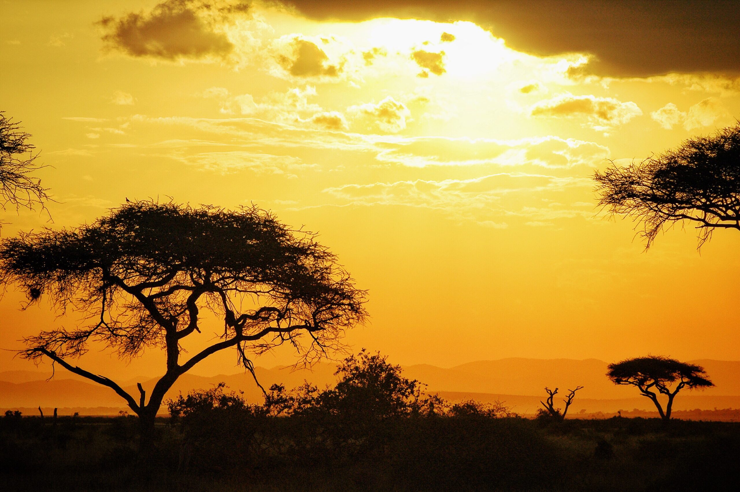 3-Day Midrange Taste of Tanzania Safari african trees silhouetted against golden sunrise s 2026 03 10 00 03 06 utc