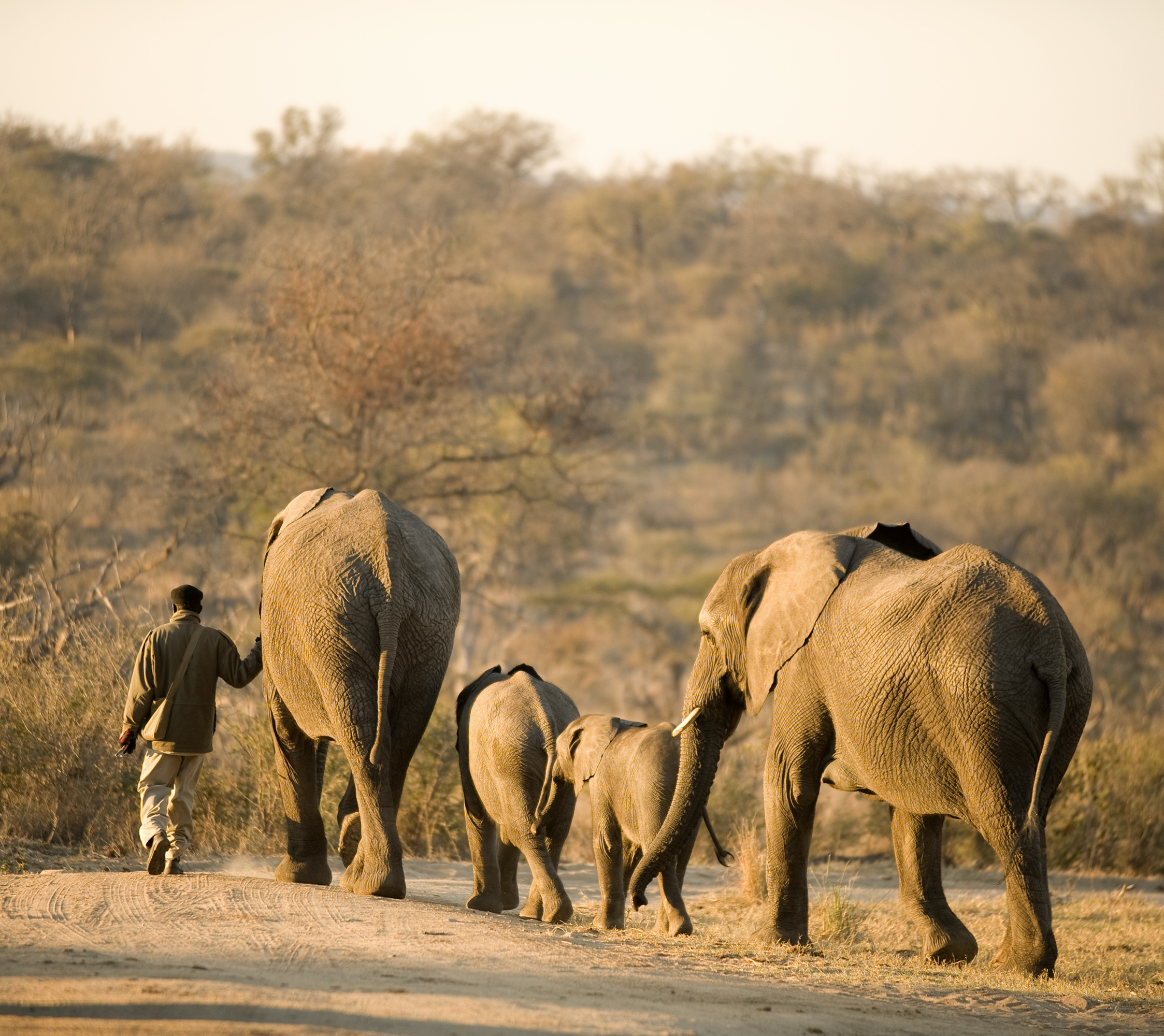 mahout and his elephant