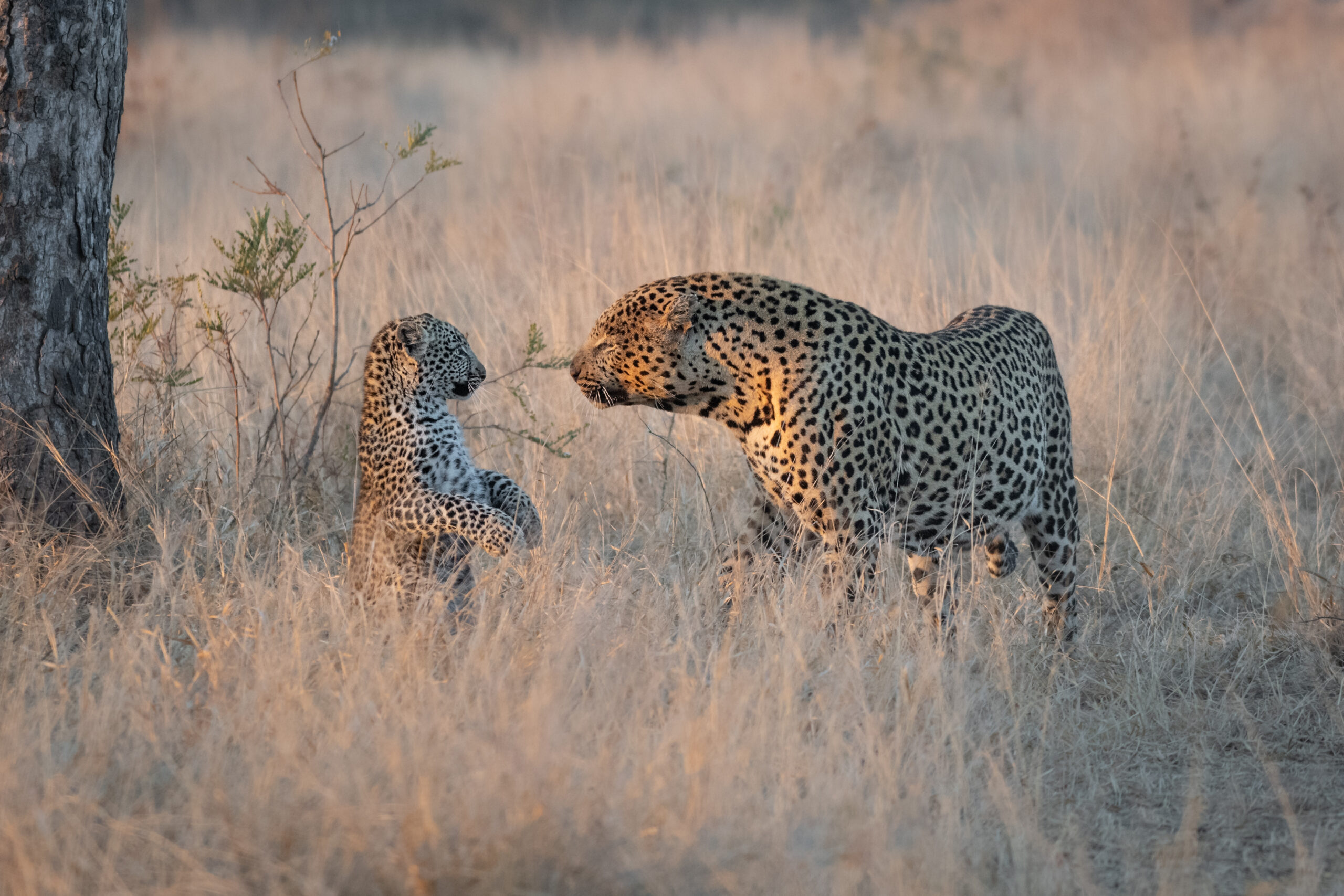 2-Day Express Safari: Tarangire & Ngorongoro Crater londolozi game reserve,south africa,a male leopard, panthera pardus, looks at a cub raised on its hind legs