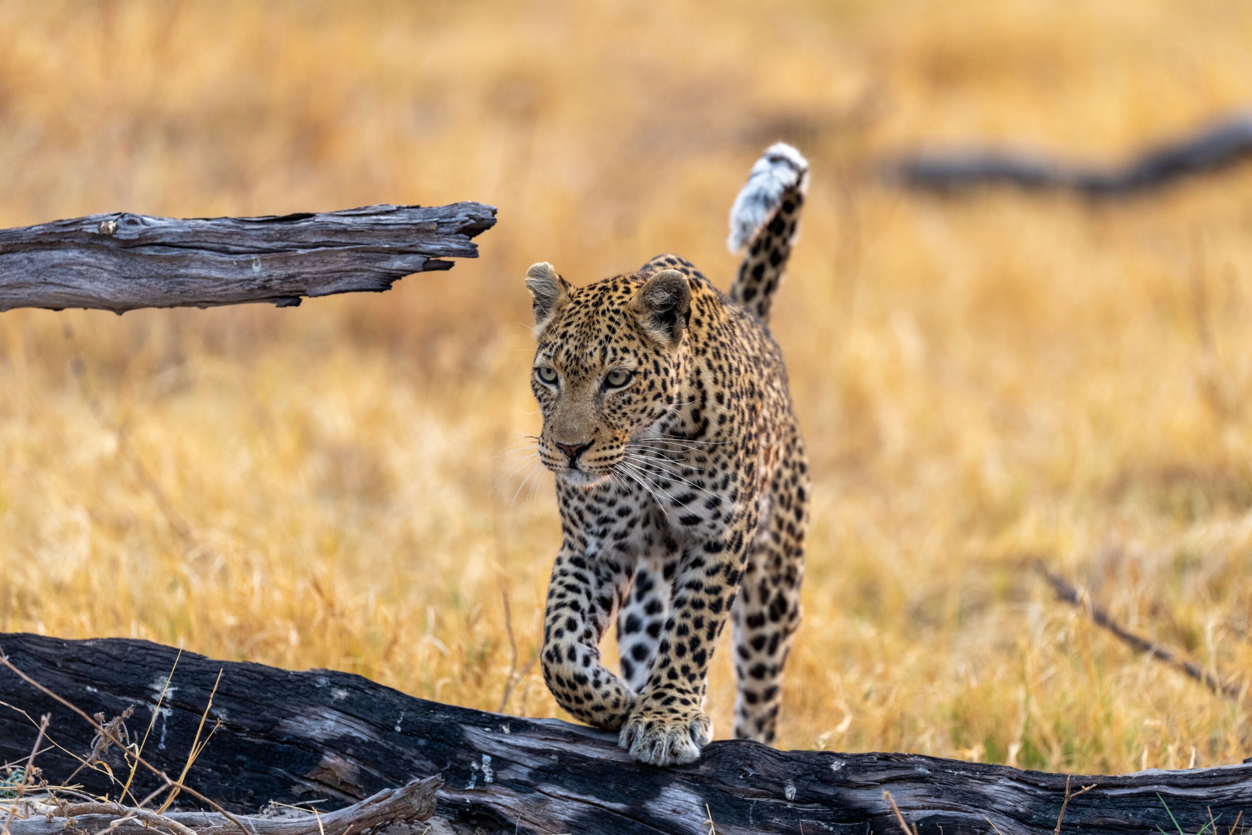 a leopard cub walking across the grass near an old wooden branch